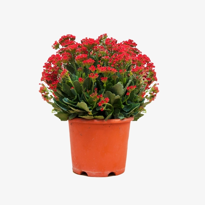 Kalanchoe Madagascar Widows Thrill Hala Plants UAE