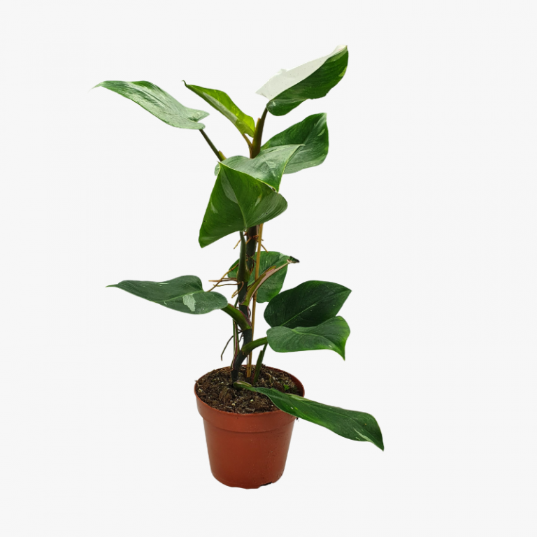 Philodendron White Princess 