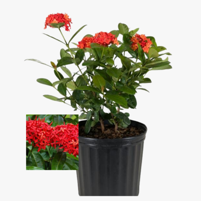 Ixora Chinensis | Hala Plants UAE's Biggest Plants Retailer