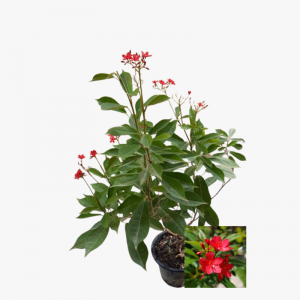 Jatropha Pandurifolia | Hala Plants UAE's Biggest Plants Retailer