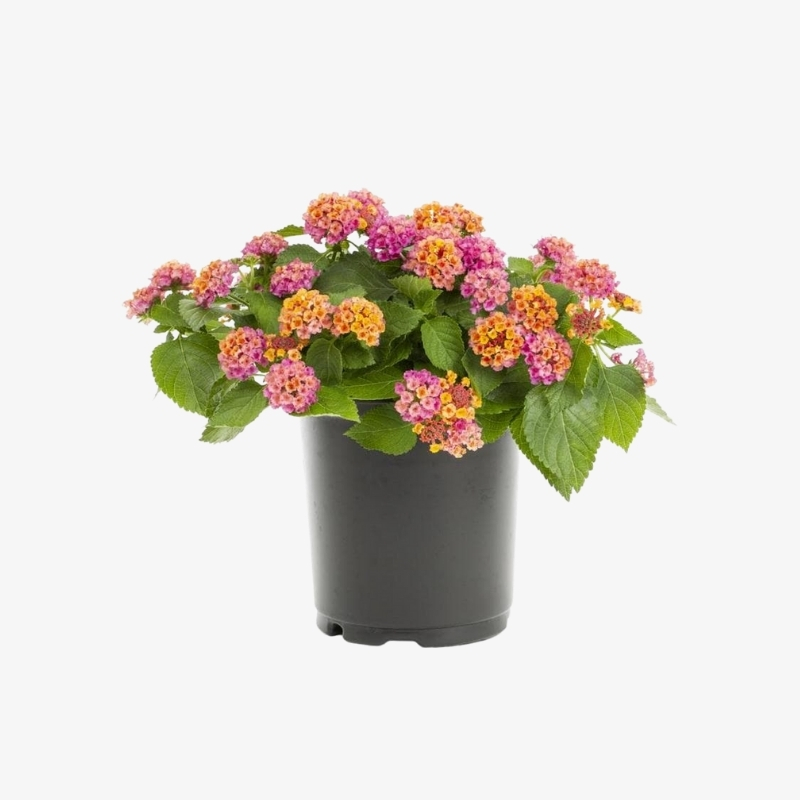 Lantana | Shrub Verbenas | Hala Plants | UAE Biggest Online Retailer of ...