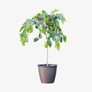 Morus Nigra Mulberry Plant