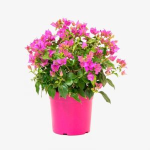 Bougainvillea Alexandra | Outdoor Flowering Plant | Halaplants.ae