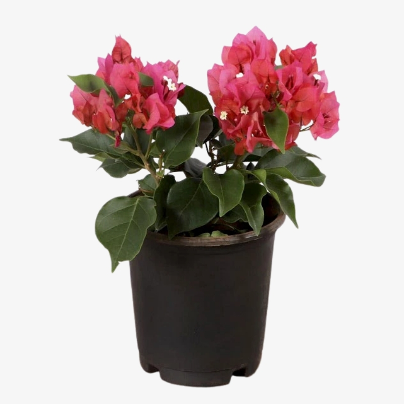 Bougainvillea Nana Red | Hala Plants UAE's Biggest Plants Retailer