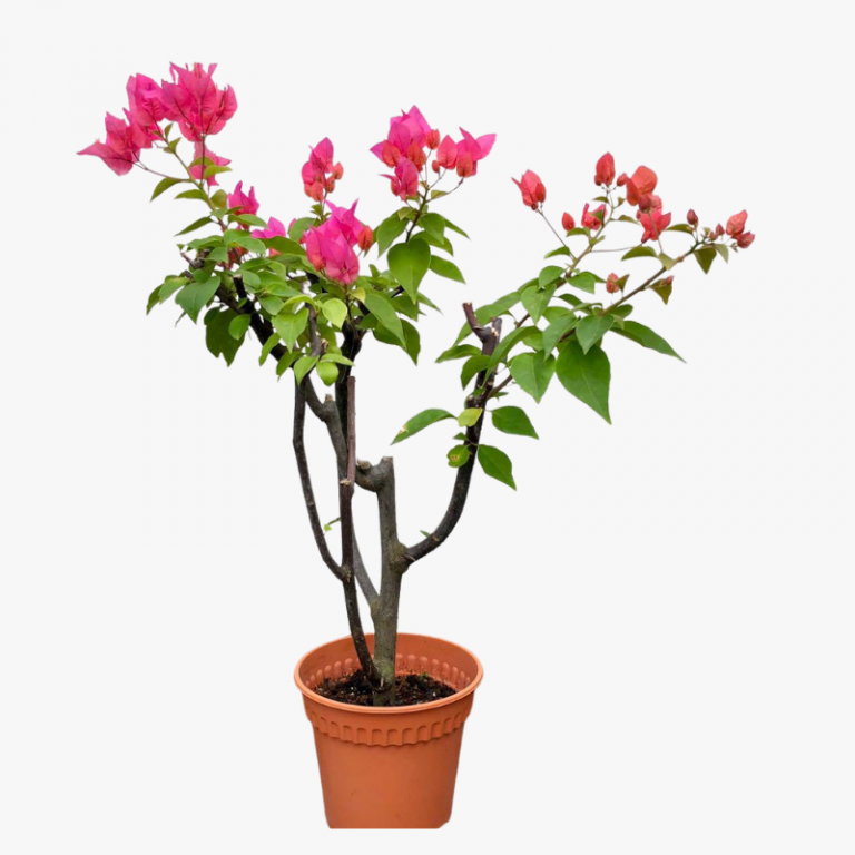 Bougainvillea Pink Pixie | Hala Plants UAE's Biggest Plants Retailer