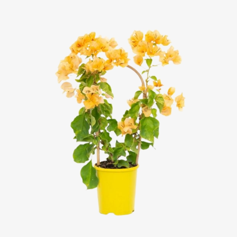 Bougainvillea Yellow | Hala Plants UAE’s Biggest Plants Retailer