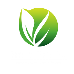 Banana Musa Spp | Plantains | Hala Plants UAE's Biggest Plants Retailer
