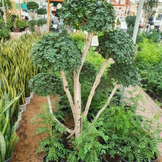 Copy of Ficus bonsai 1 6 M