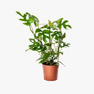 Philodendron Minima