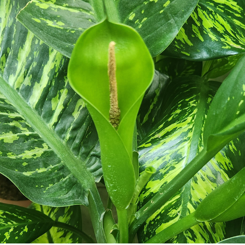 Dieffenbachia Seguine Reeva | Indoor plant | Exotic plant | Halaplants.ae