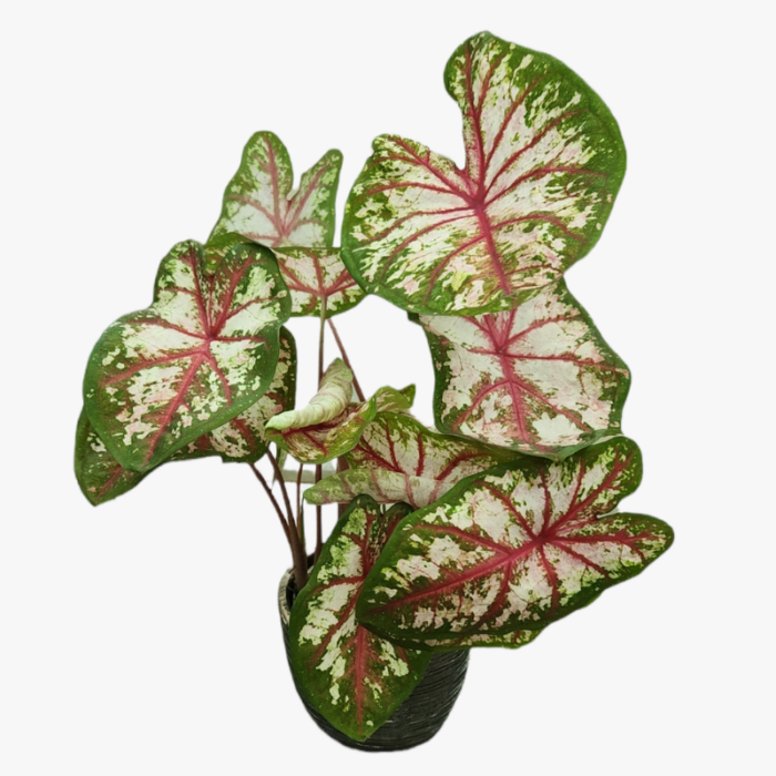 Caladium Tapestry | Flowering Plant | Halaplants.ae