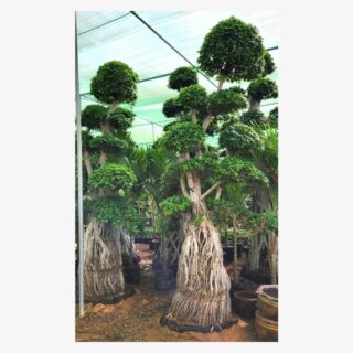 Ficus Bonsai Multi Roots Tree