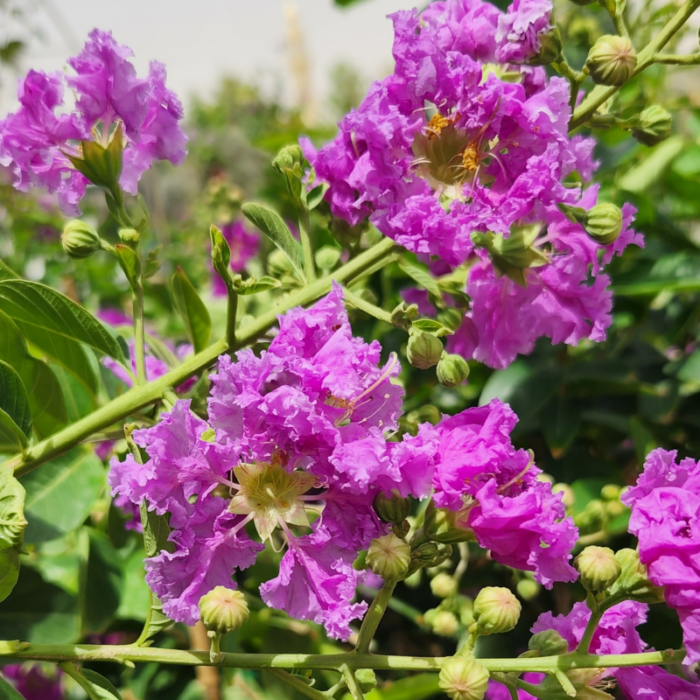 Lagerstroemia Indica | Outdoor plant | Flowering Plant | Halaplants.ae